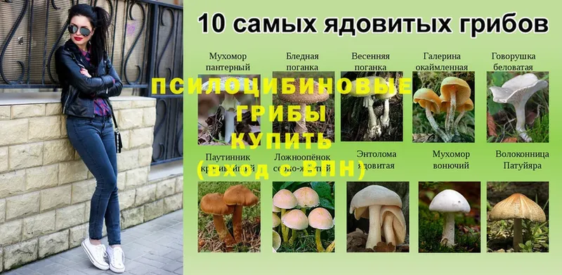 Псилоцибиновые грибы ЛСД  наркотики  Красный Кут 